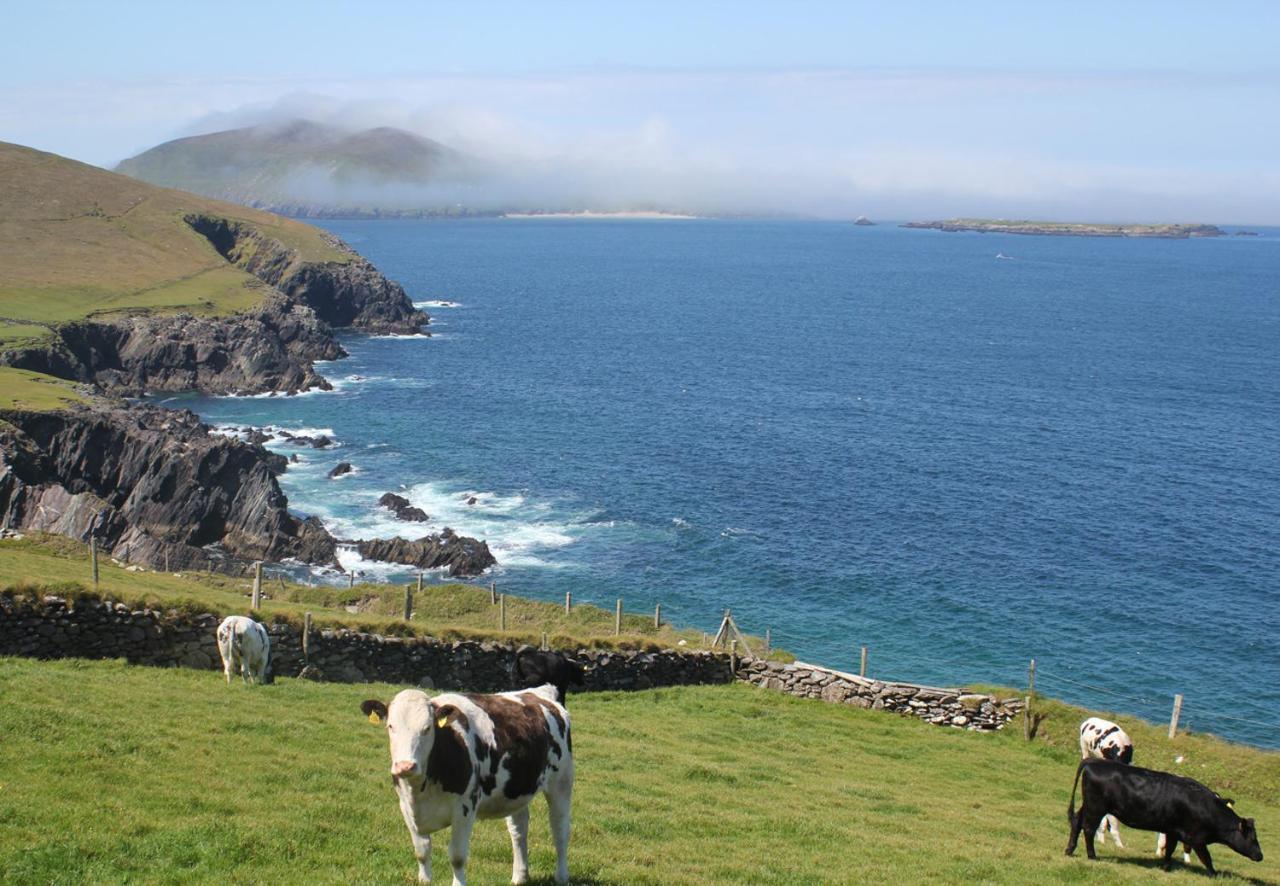 Dingle Harbour Cottages 3 Bed Sleeps 7 By Trident Holiday Homes المظهر الخارجي الصورة